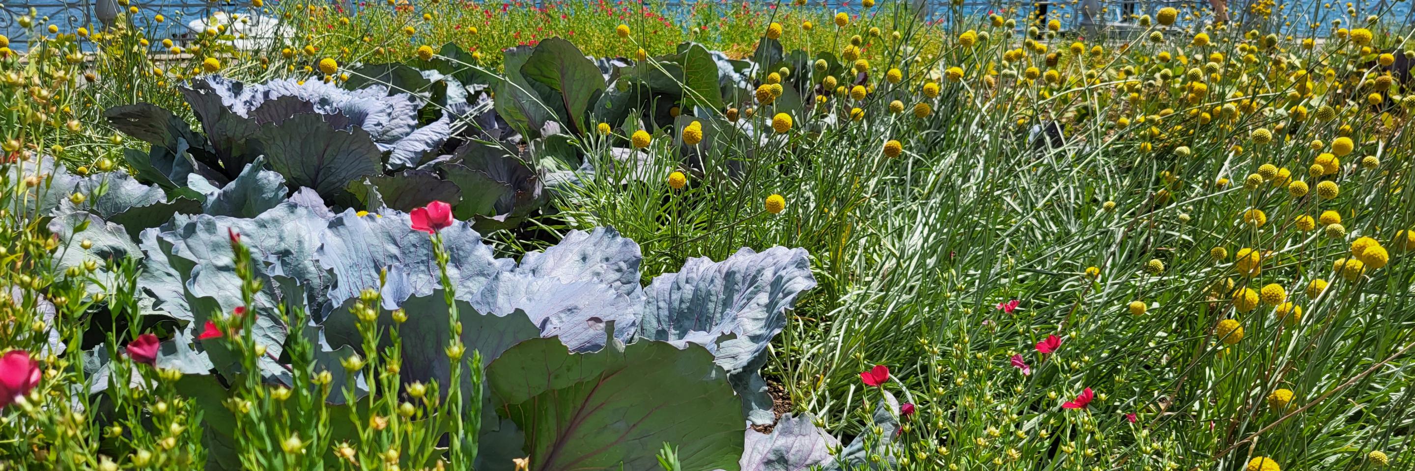Fleurs au bord du lac