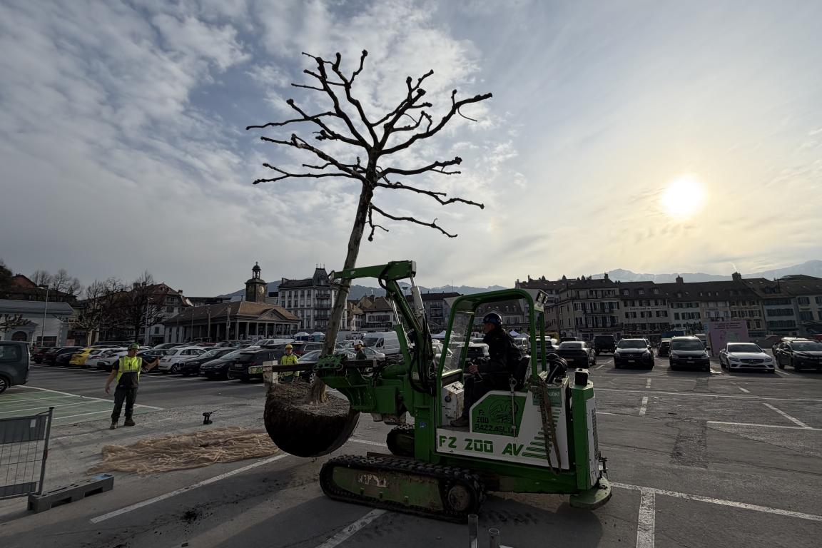 Transport de l'arbre avant de protéger ses racines