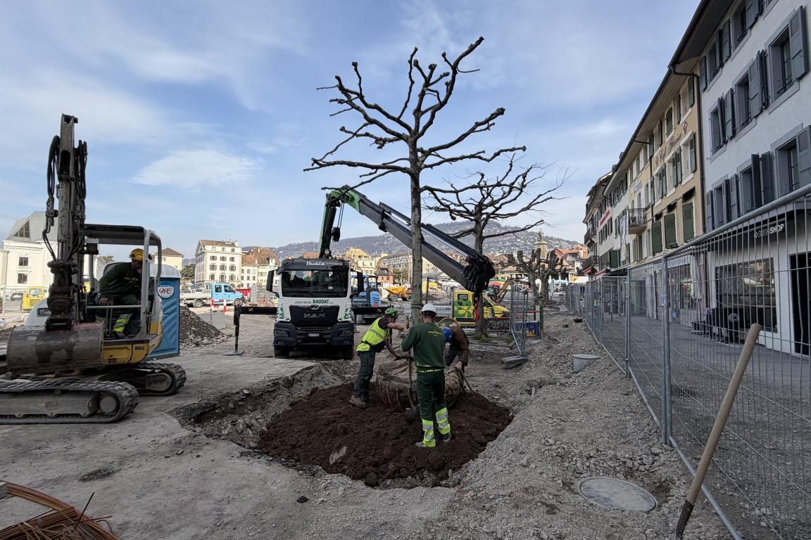 Plantation de l'arbre sur son nouvel emplacement