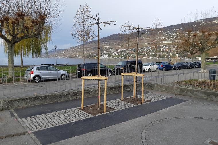 Arbres plantés devant la Barcarolle