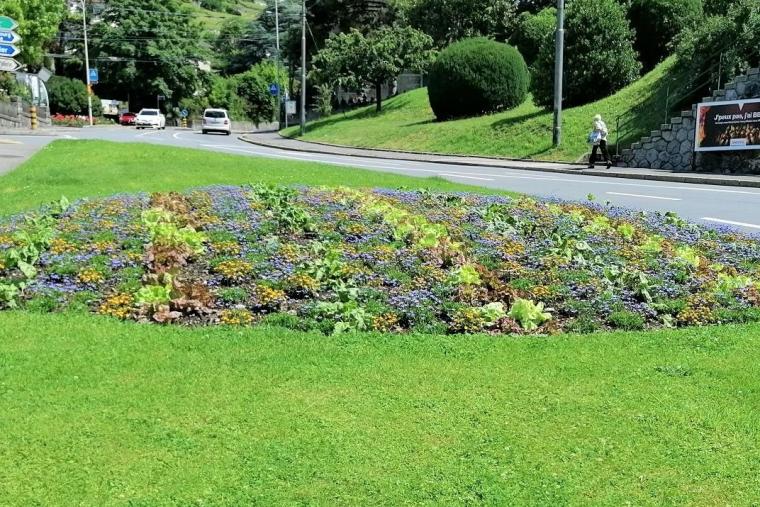 Des légumes dans les massifs floraux à Vevey