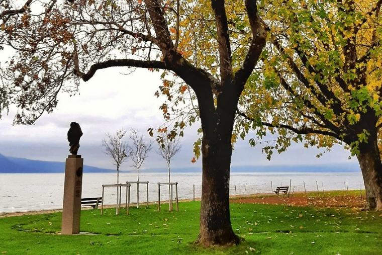 15 arbres seront abattus à Vevey
