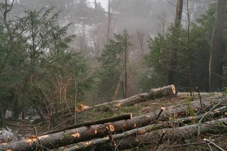 Entretien des forêts Vevey