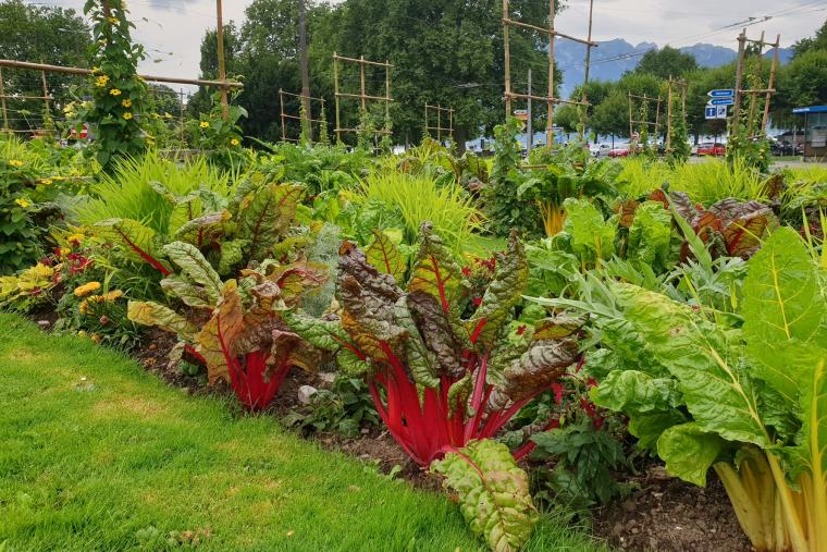 Légumes cultivés à Vevey