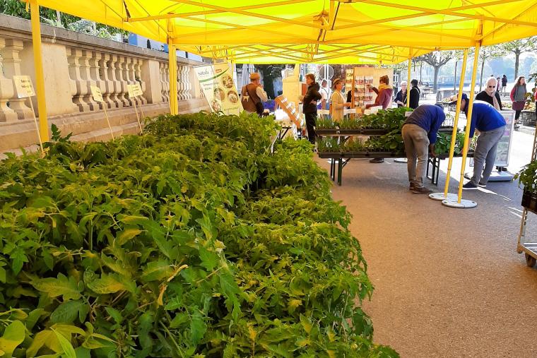 Marché aux plantons
