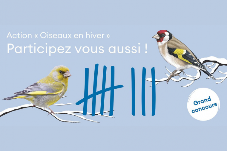 Oiseaux en hiver